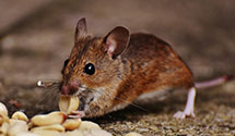 24 Hour & Emergency Exterminators in Arlee, MT